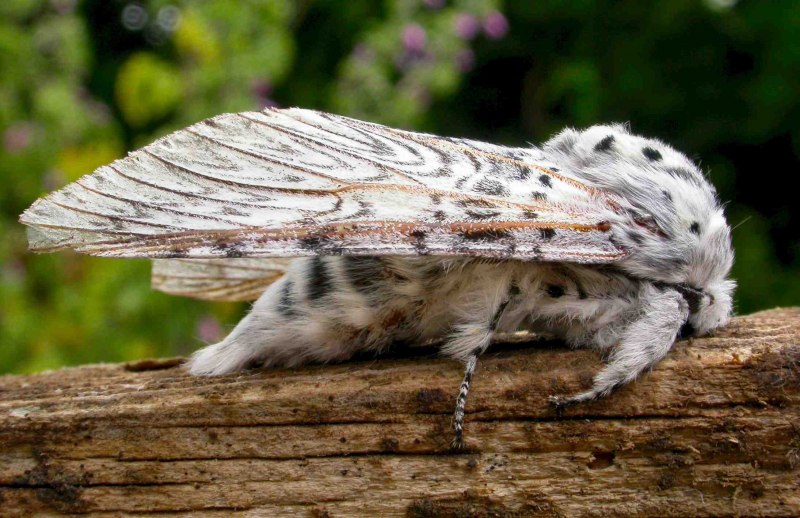Megalopyge crispata