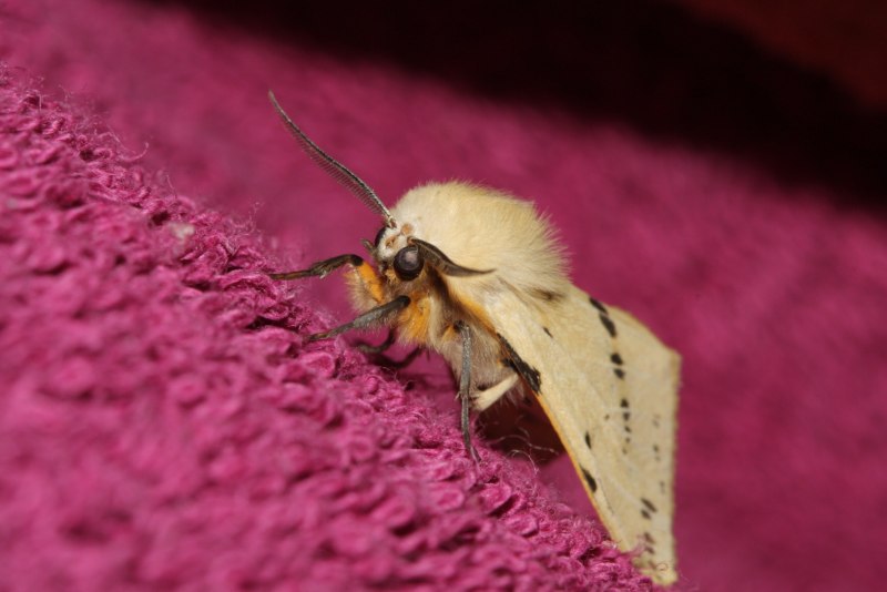 Megalopyge opercularis гусеница