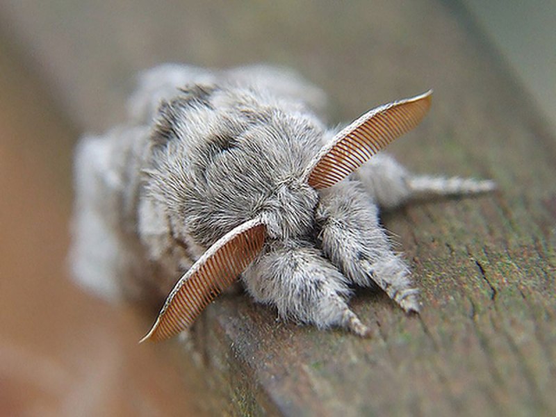 Megalopyge opercularis гусеница