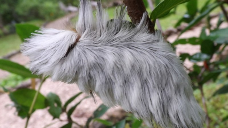 Megalopyge opercularis гусеница без шерсти
