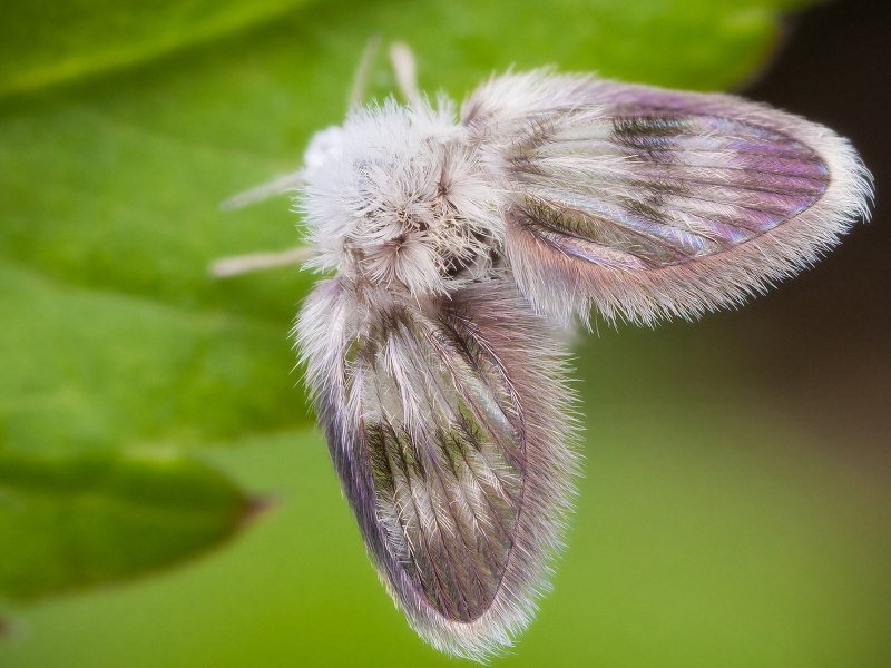 Puss Moth