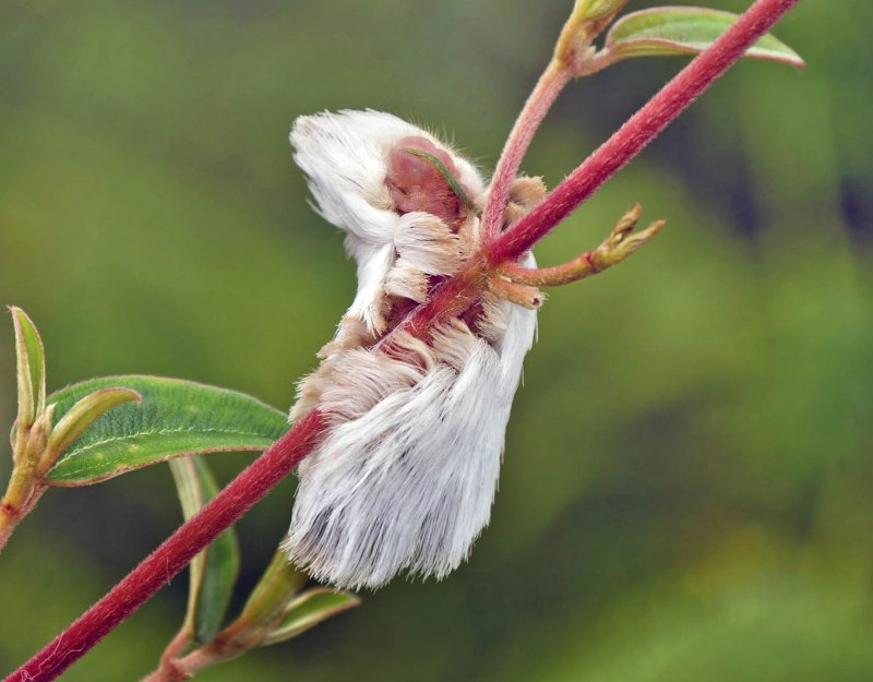 Megalopyge opercularis