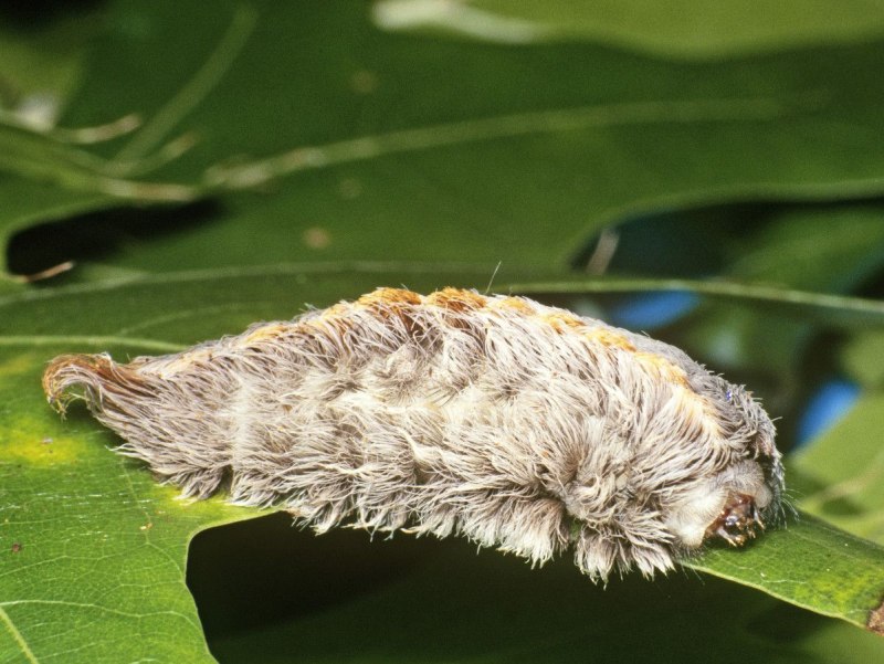 Megalopyge opercularis гусеница