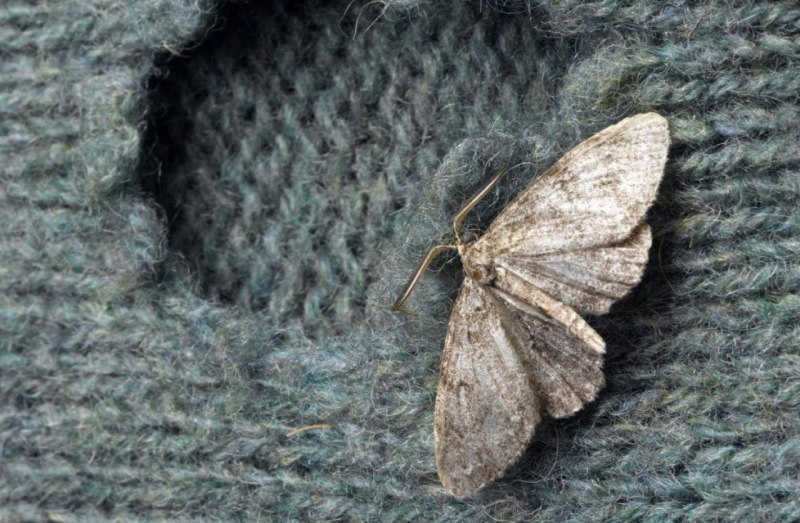 Trosia nigropunctigera