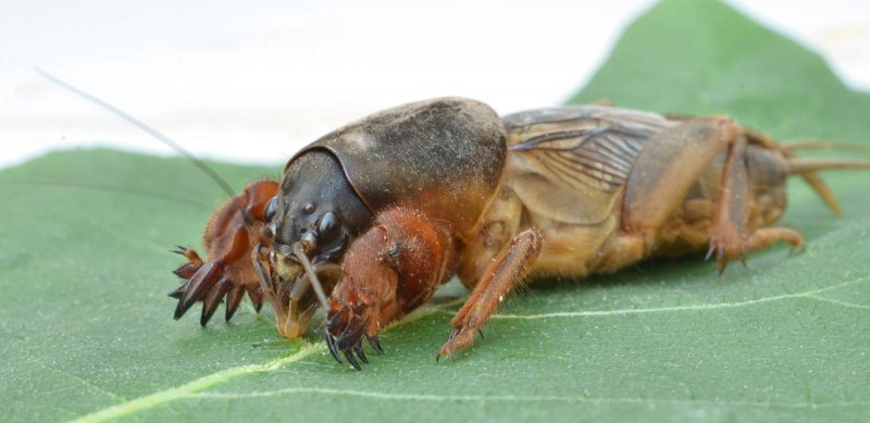 Медведка обыкновенная Gryllotalpa Gryllotalpa