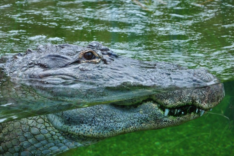 Филиппинский крокодил (Crocodylus mindorensis)