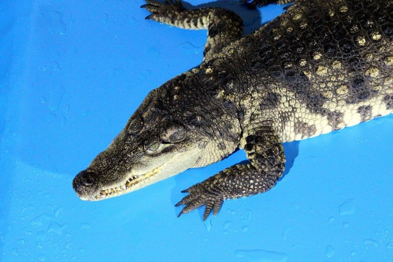 Аллигатор в воде