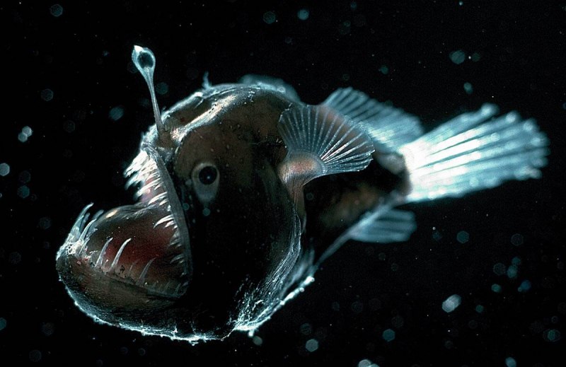 Melanocetus johnsonii
