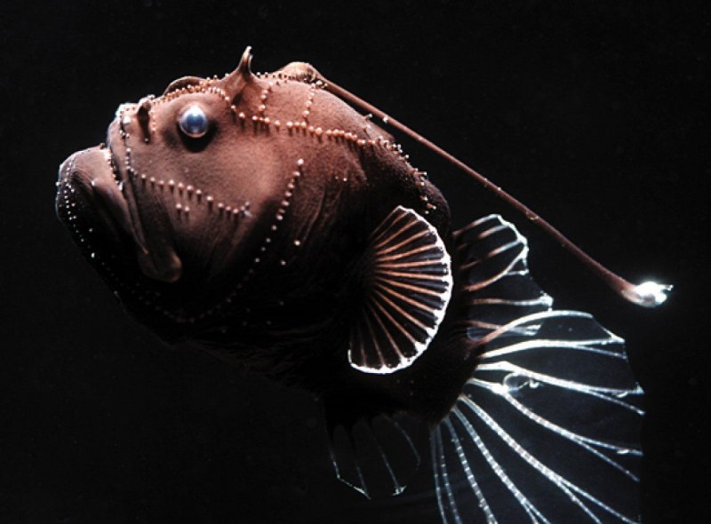 Глубоководная морская рыба (70 фото)