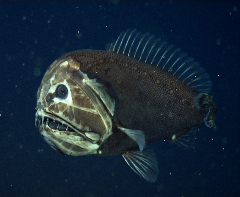 Морской черт удильщик