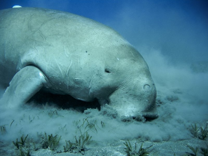 Дюгонь Ламантин морская корова