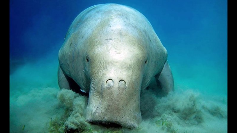 Dugong dugon