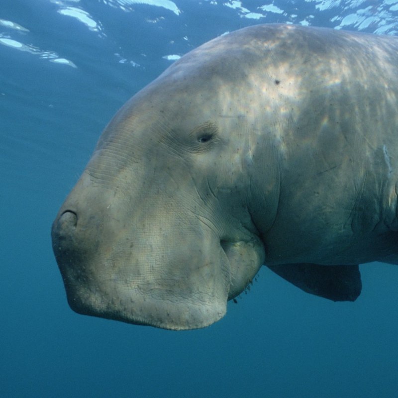 Дюгонь (Dugong dugon