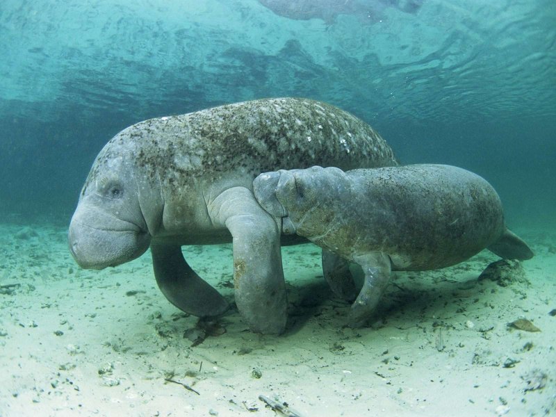 Дюгонь Ламантин морская корова