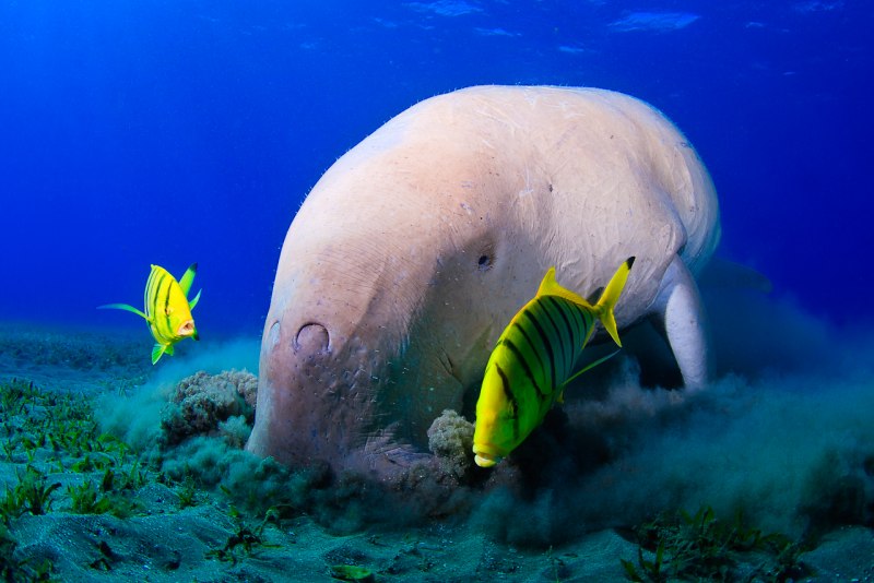 Dugong – Дюгонь