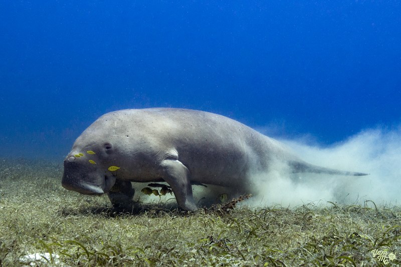 Дюгонь Ламантин морская корова