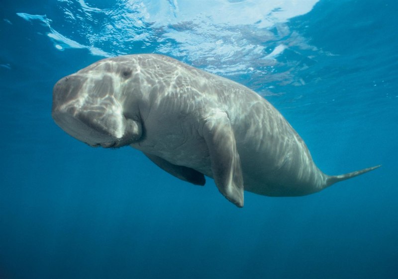 Дюгонь в Красном море