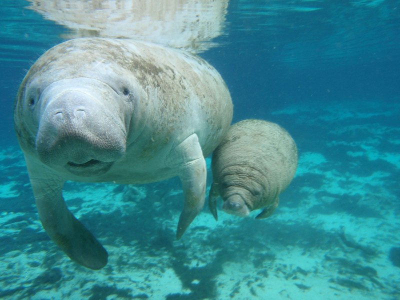 Дюгонь Ламантин морская корова