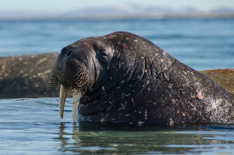 (Trichechus manatus manatus