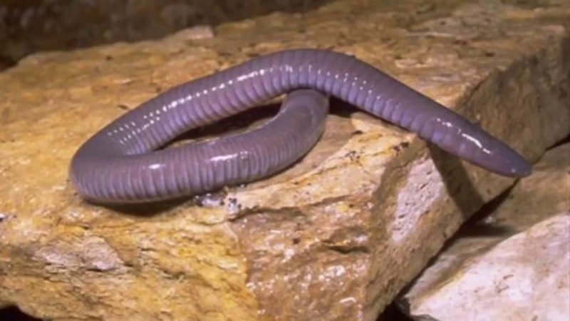 Siphonops annulatus