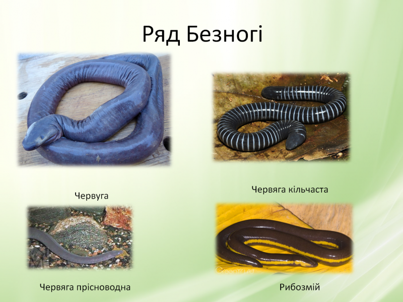 Червяги земноводные