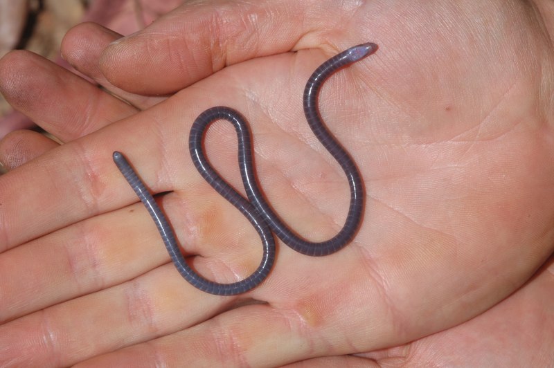 Venomous Tentacula