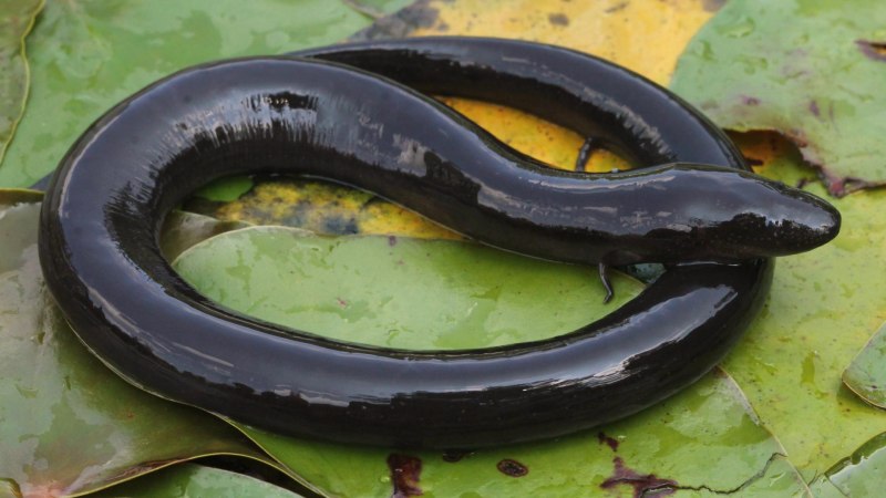 Безногие земноводные Atretochoana eiselti