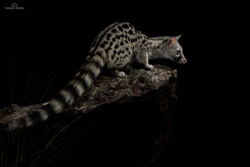 Prionodon linsang