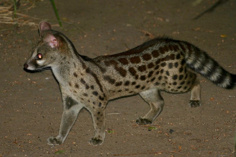 Prionodon linsang