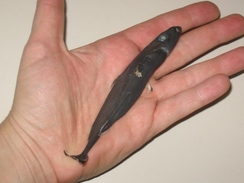 Etmopterus perryi