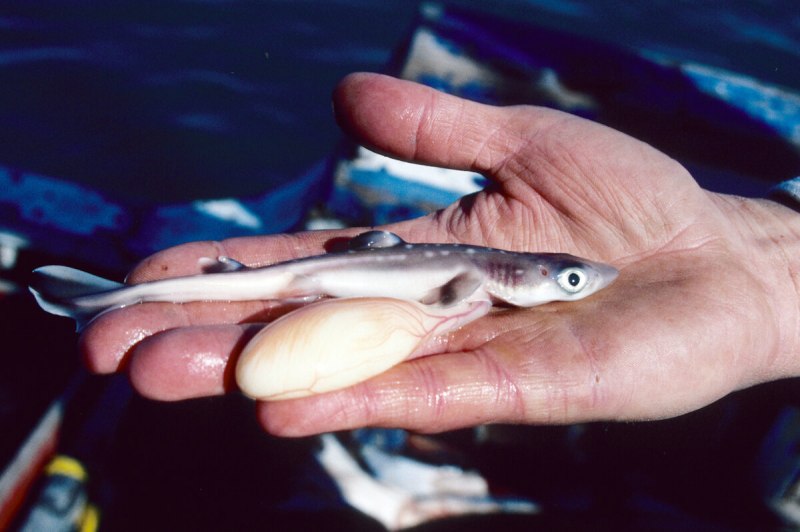 Squalus clarkae