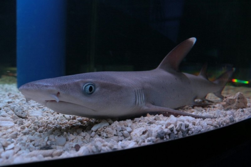 Etmopterus perryi