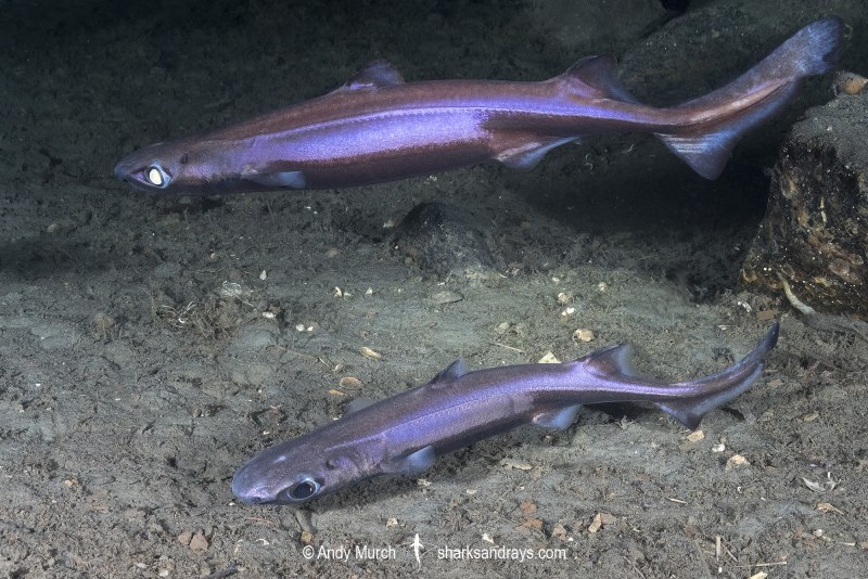 Акулы Etmopterus perryi