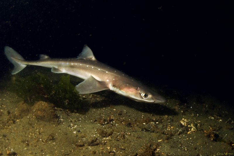 Карликовая акула (Euprotomicrus bispinatus)