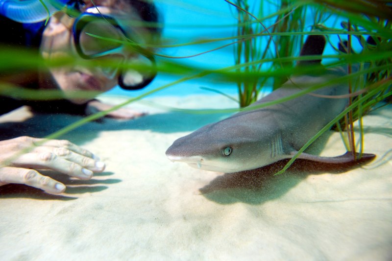 Etmopterus bigelowi
