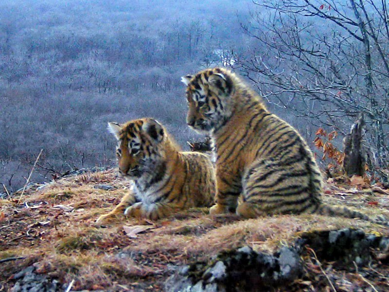 Приморский тигр (65 фото)