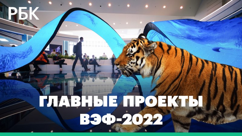 Амурский тигр