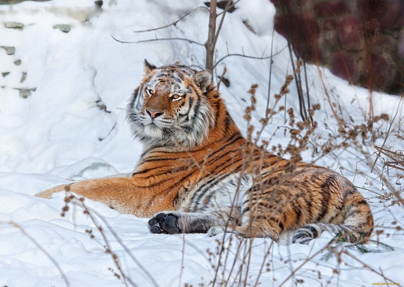 Лазовский заповедник тигр