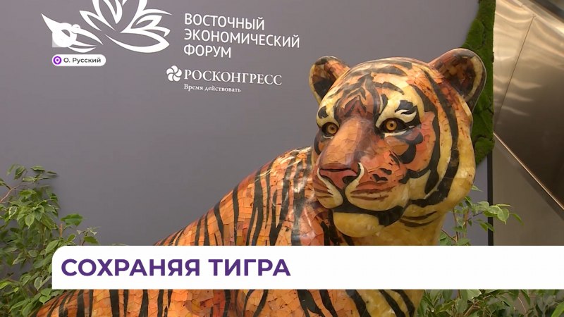 Тигр Дальневосточный Амурский