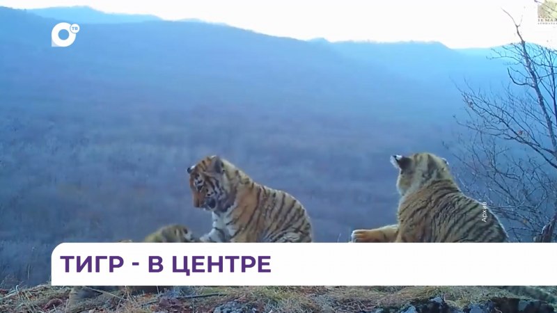 Амурский тигр и Дальневосточный леопард
