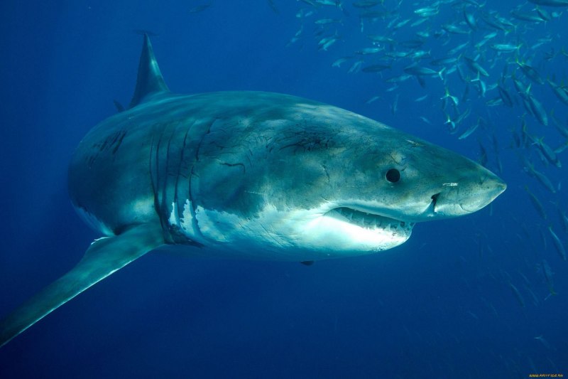 Mustelus whitneyi