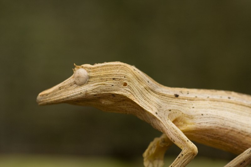 Uroplatus giganteus