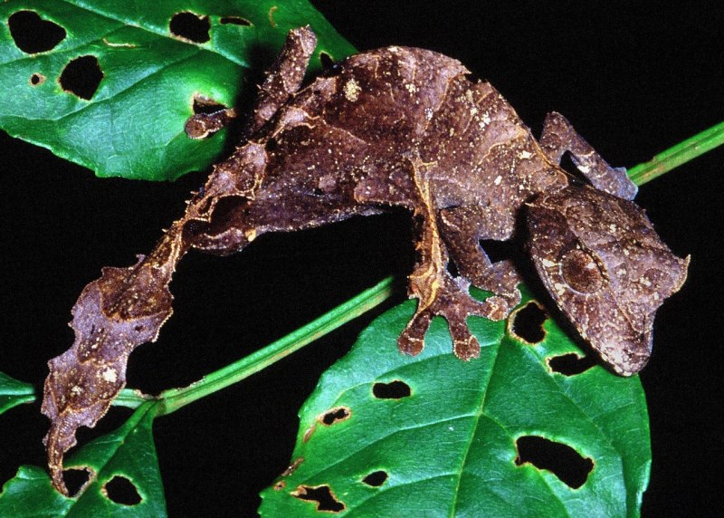 Uroplatus sikorae