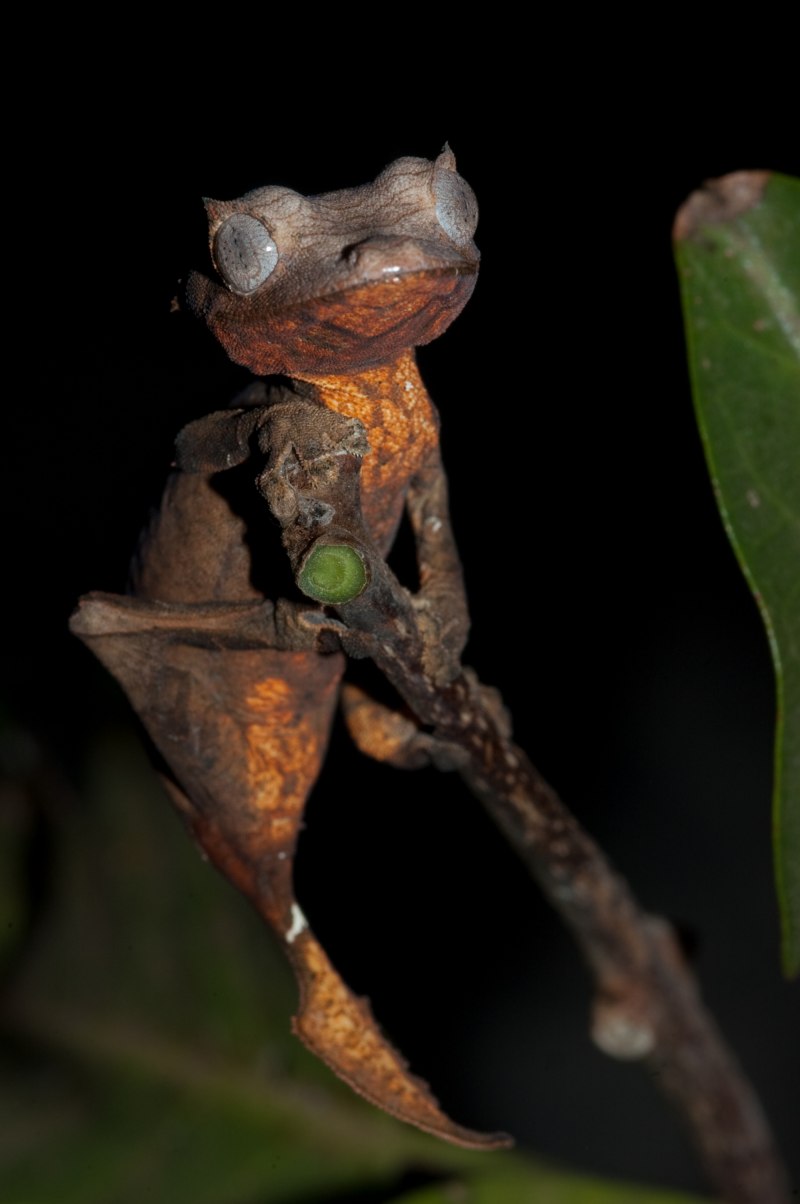 Uroplatus phantasticus