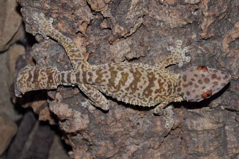 Uroplatus lineatus Скорпион