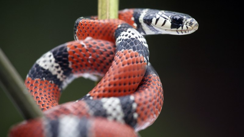 Lampropeltis Triangulum elapsoides