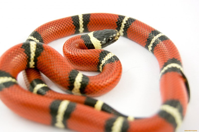 Lampropeltis Triangulum