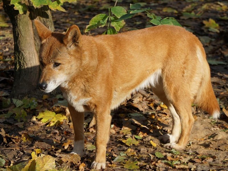 Wild Dog Dingo