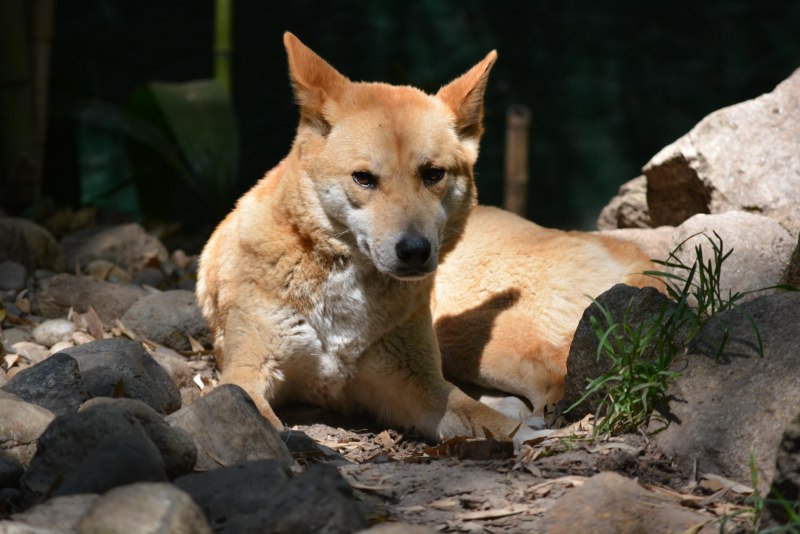 Canis Lupus Dingo (Taxon)