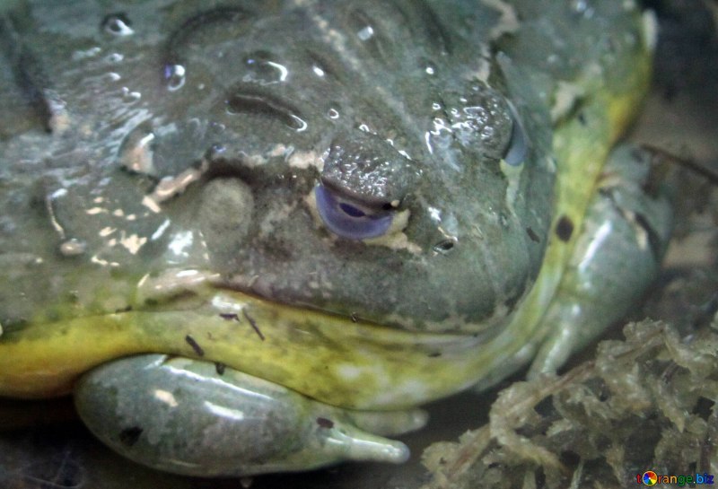 Лягушка-водонос (Pyxicephalus adspersus)
